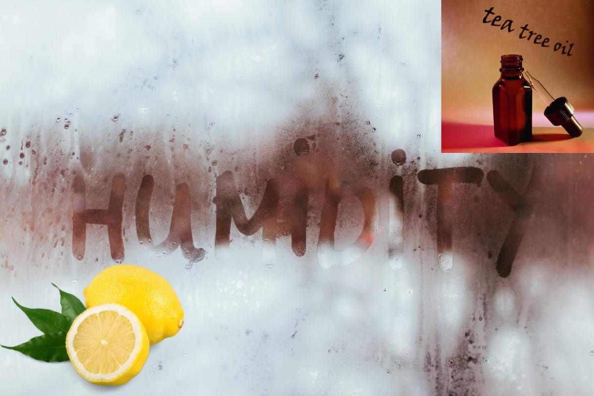 umidità rimedi naturali